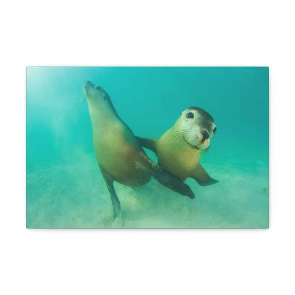 Sea Lion Couple Sea Lion Couple Print Animal Wall Art Wildlife Canvas Prints Wal